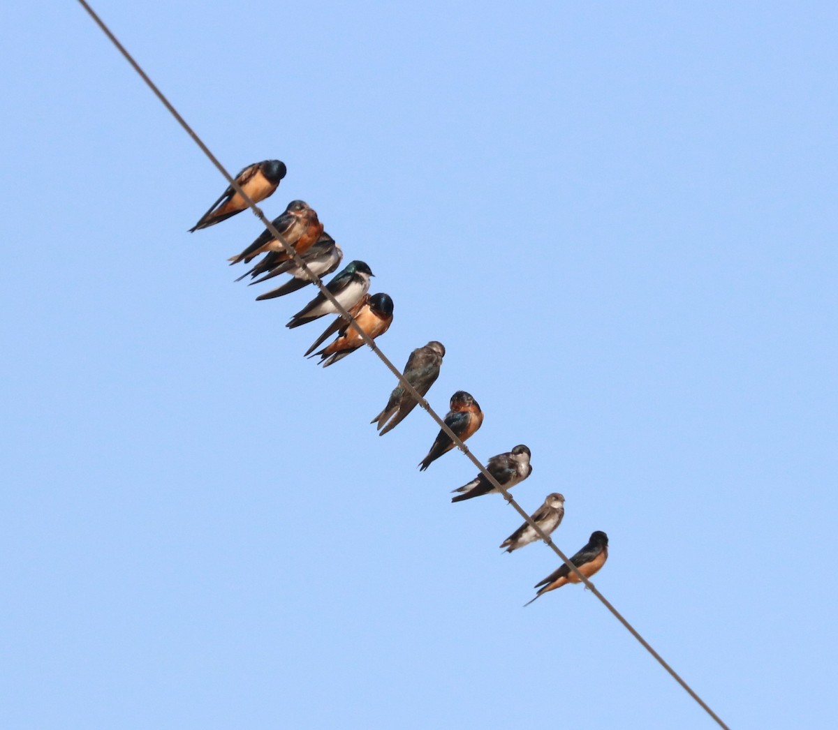 Barn Swallow - adam zions