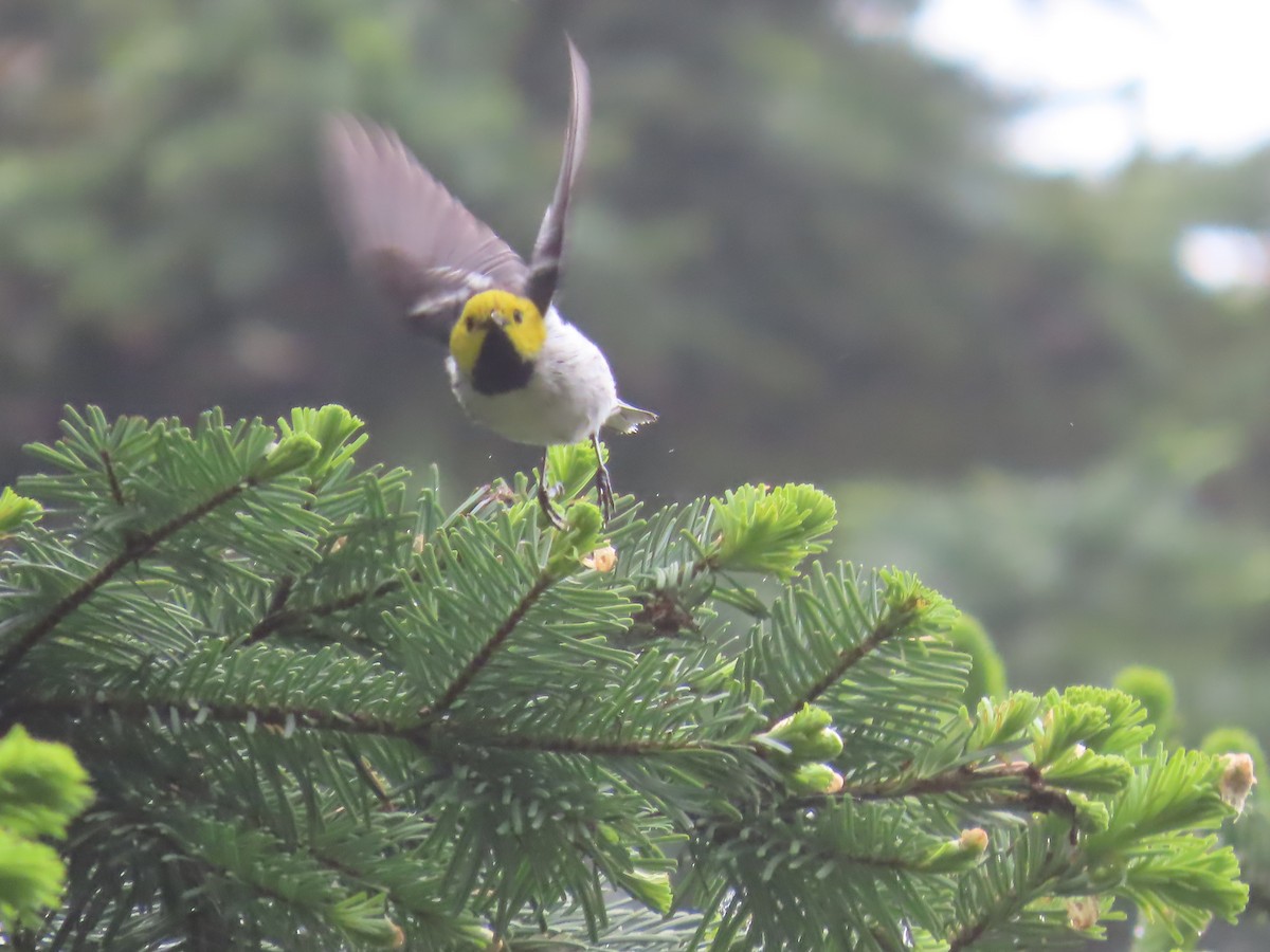 Hermit Warbler - ML620774553