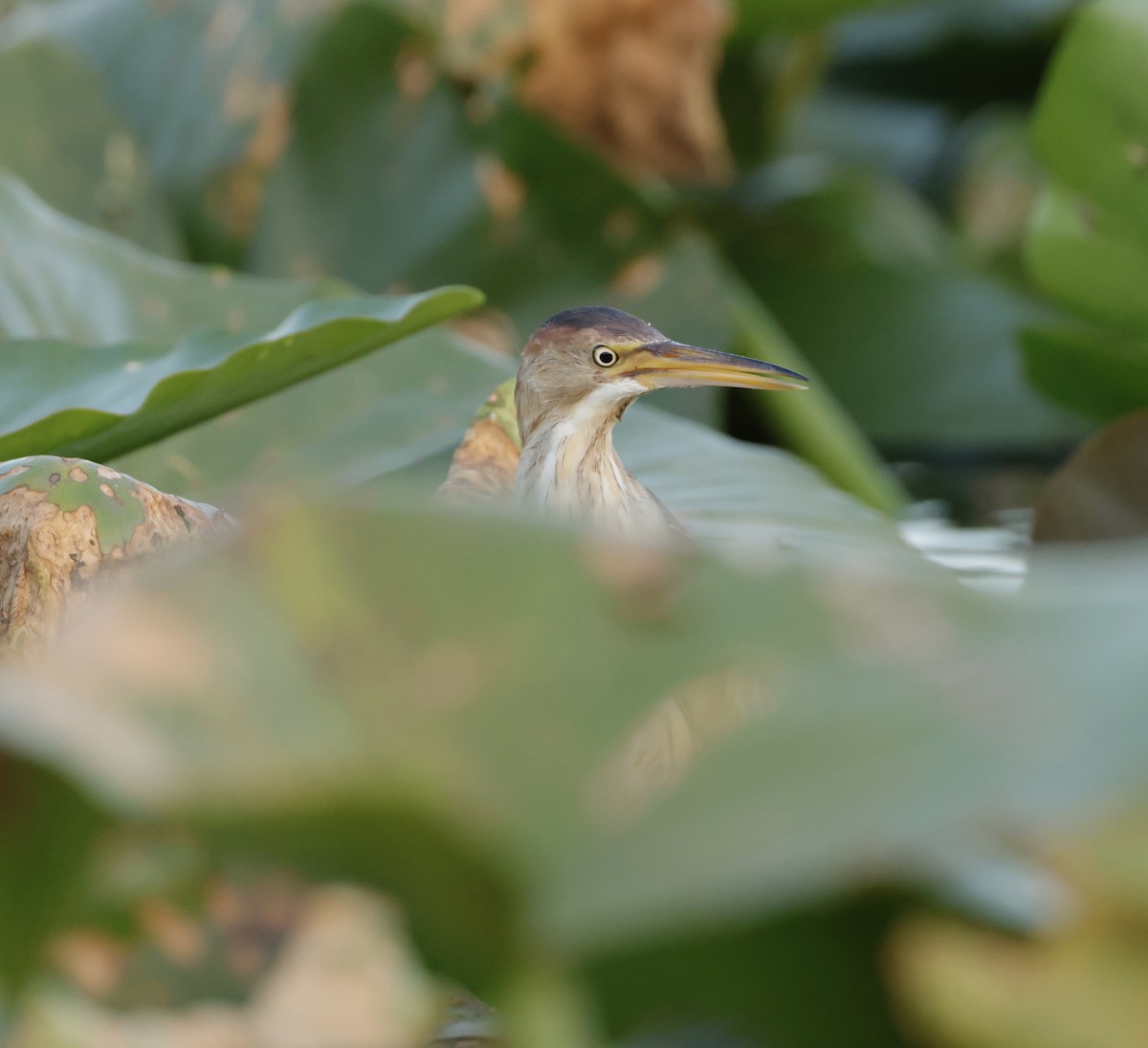 Least Bittern - ML620774554