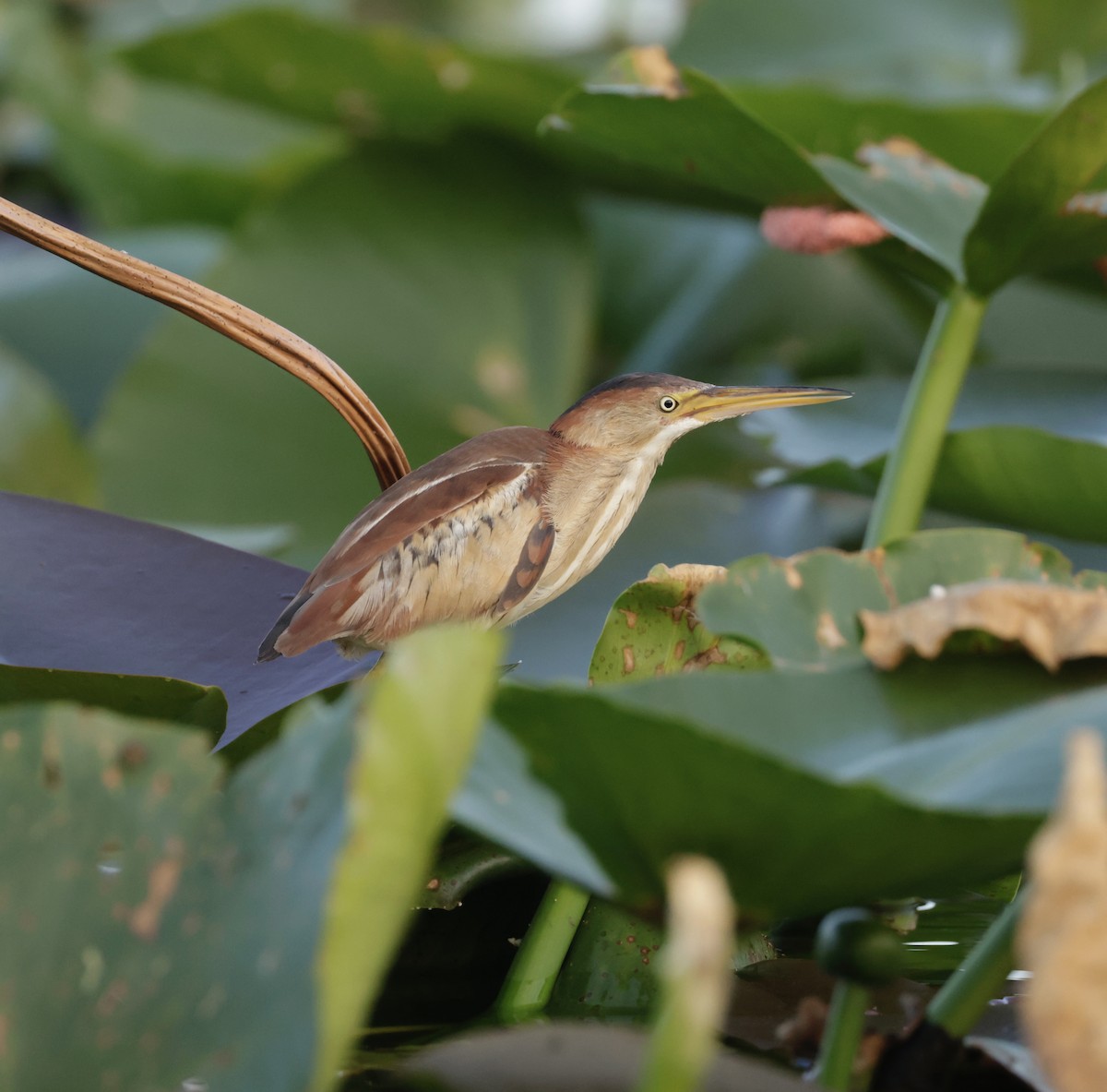 Least Bittern - ML620774555