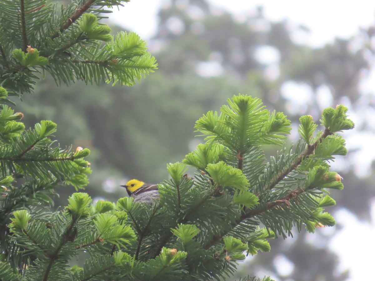 Paruline à tête jaune - ML620774557