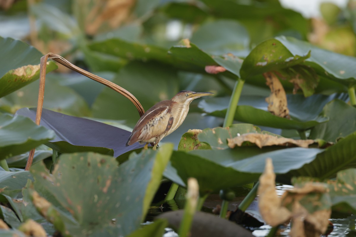 Least Bittern - ML620774561