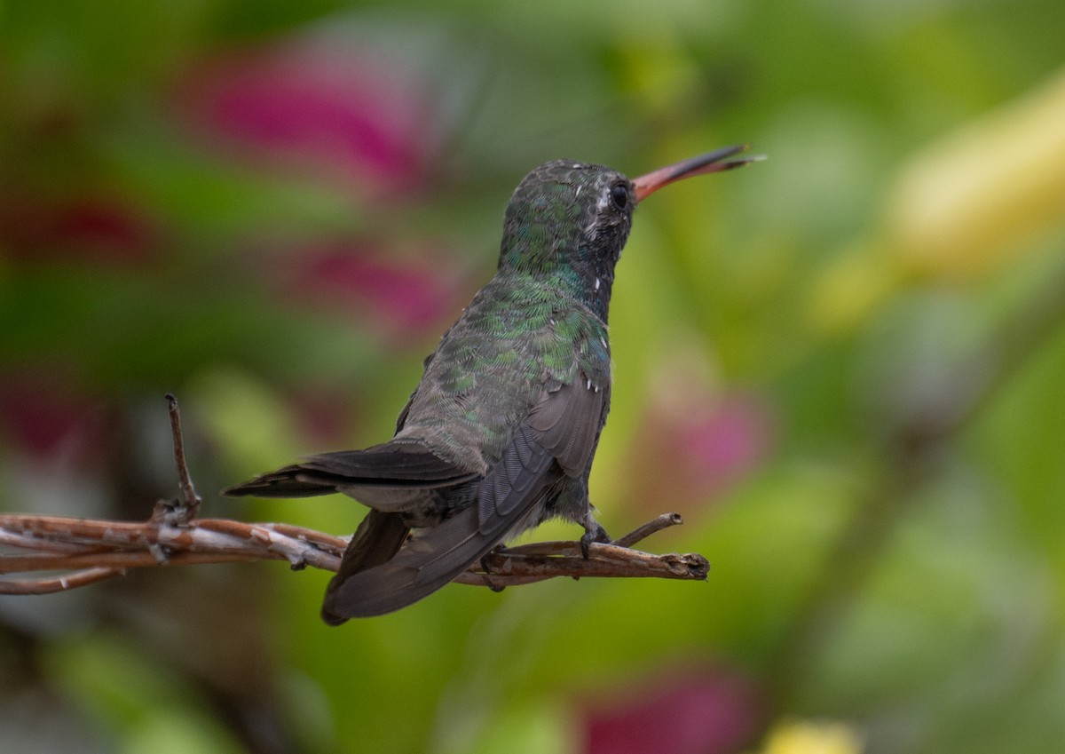 Colibrí Piquiancho Común - ML620774566