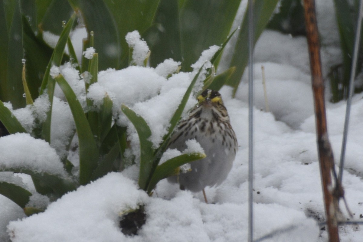 Savannah Sparrow - ML620774567