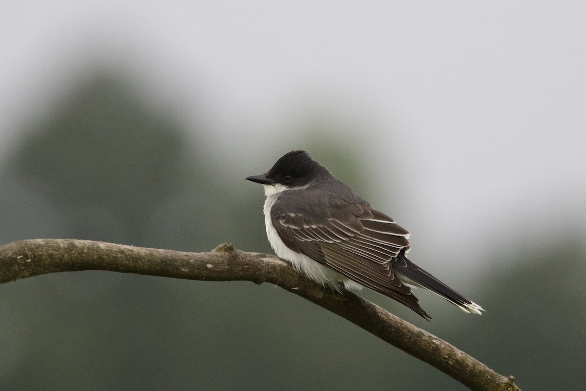 Eastern Kingbird - ML620774568