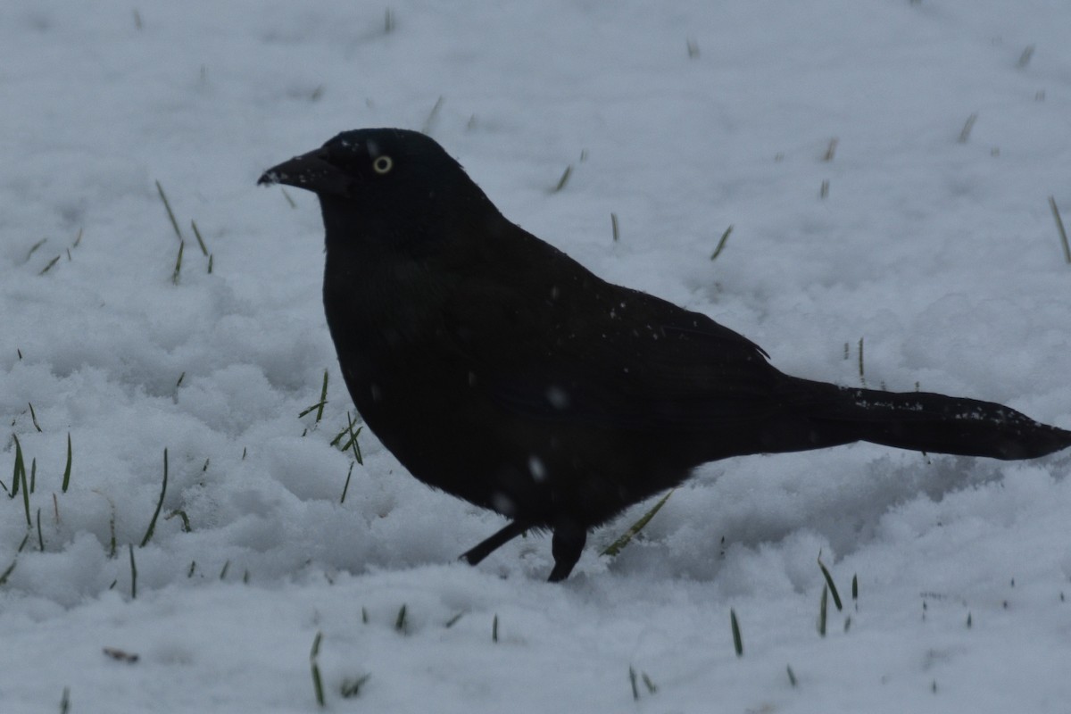 Common Grackle - ML620774569