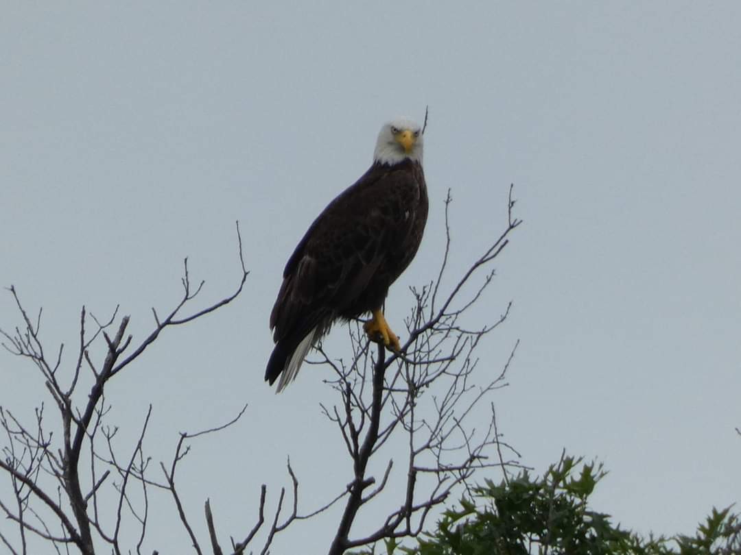 Bald Eagle - ML620774570