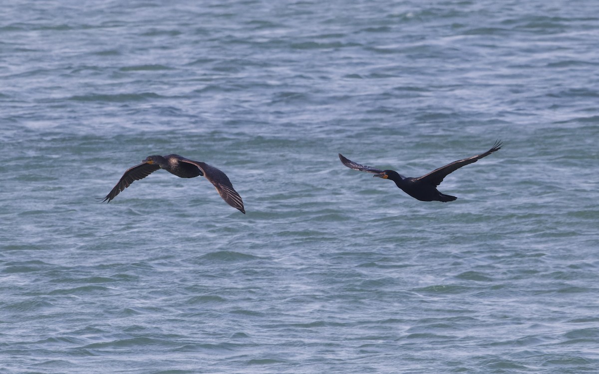 Double-crested Cormorant - ML620774574