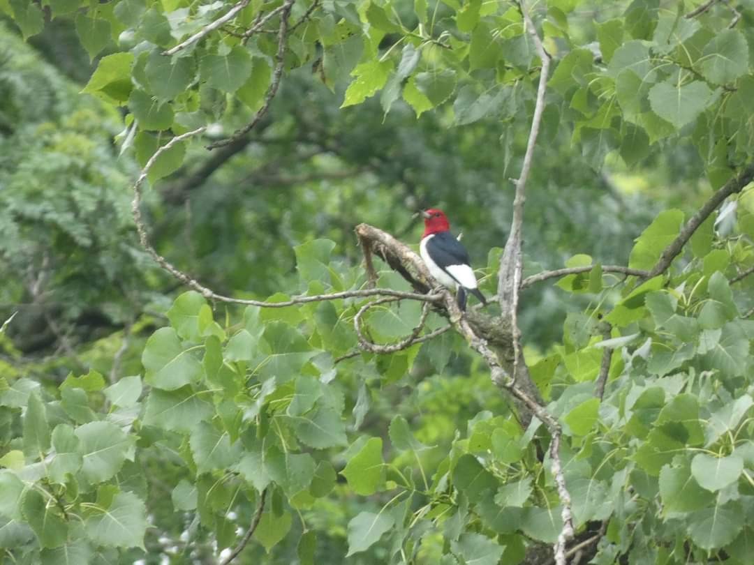 Red-headed Woodpecker - ML620774575