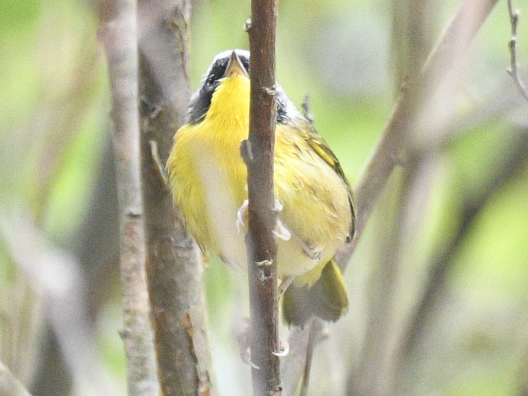 Common Yellowthroat - ML620774576