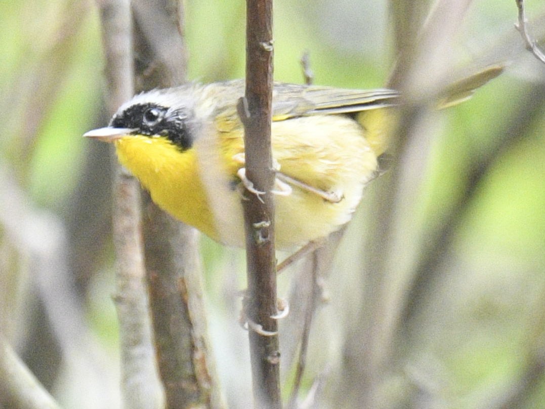 Common Yellowthroat - ML620774577