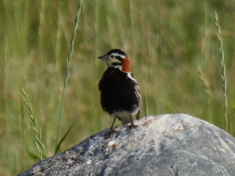 Chestnut-collared Longspur - ML620774578