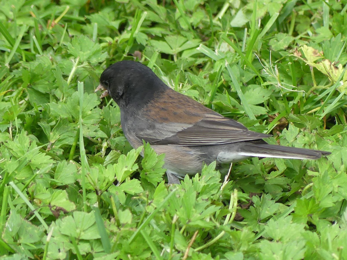 Junco Ojioscuro (cismontanus) - ML620774580