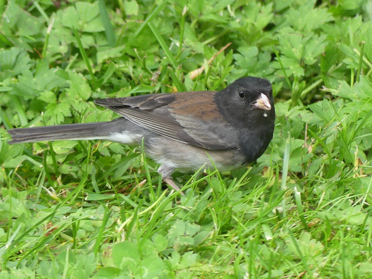 Dark-eyed Junco (cismontanus) - ML620774581