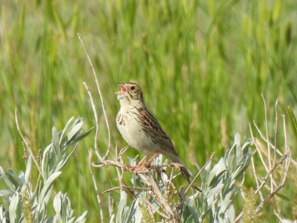 Baird's Sparrow - ML620774587