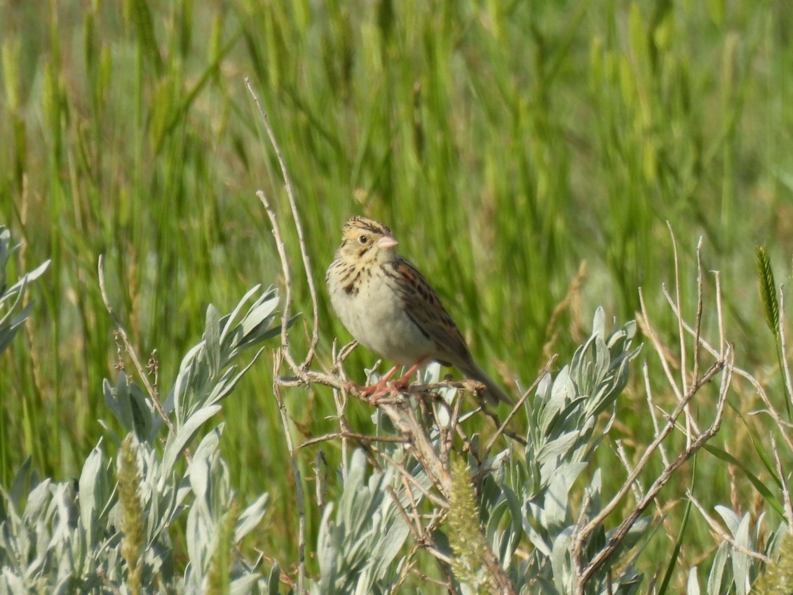 Baird's Sparrow - ML620774588