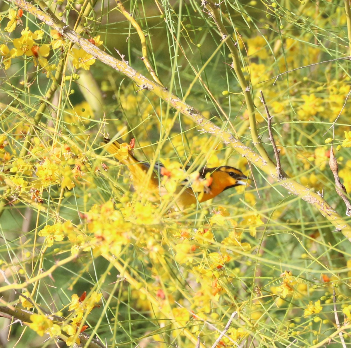 Bullock's Oriole - ML620774589