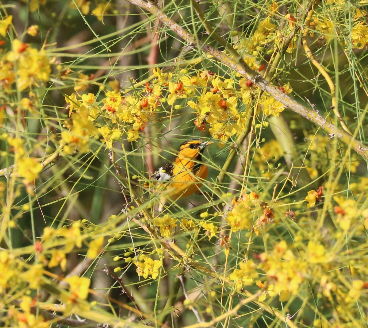 Bullock's Oriole - ML620774590