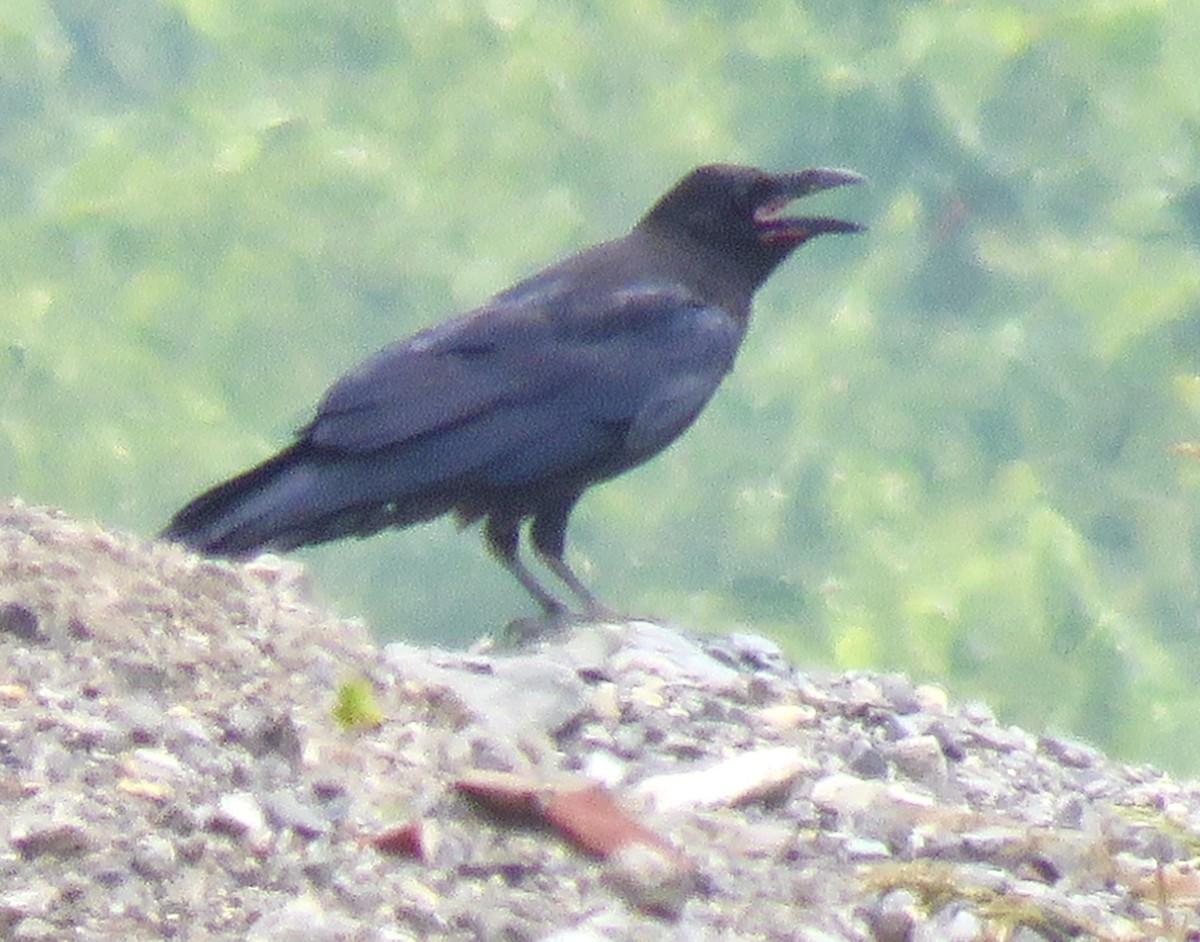 Common Raven - ML620774591