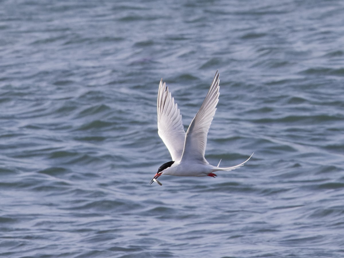 Roseate Tern - Angus Wilson