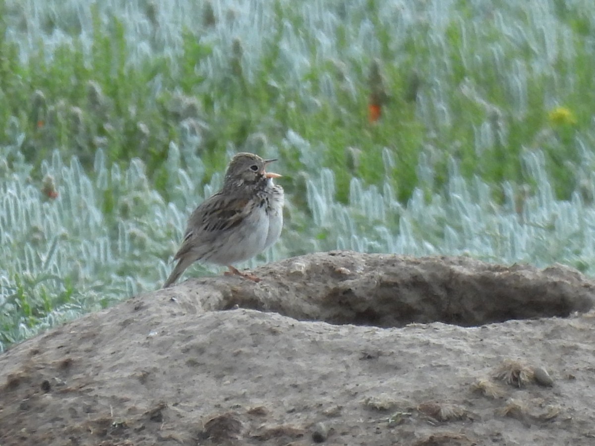 Vesper Sparrow - ML620774593