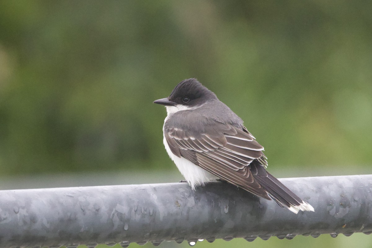 Eastern Kingbird - ML620774595