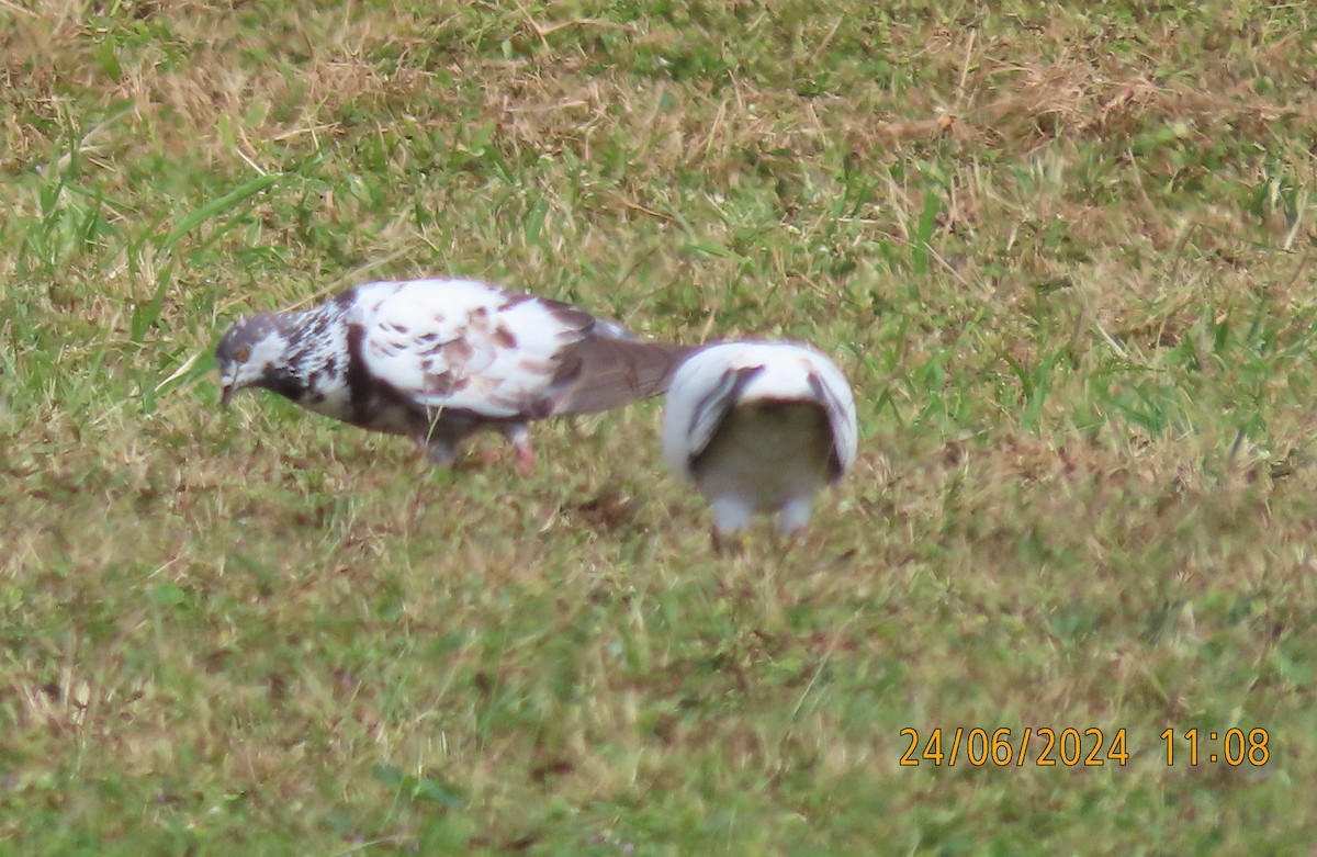 Rock Pigeon (Feral Pigeon) - ML620774604