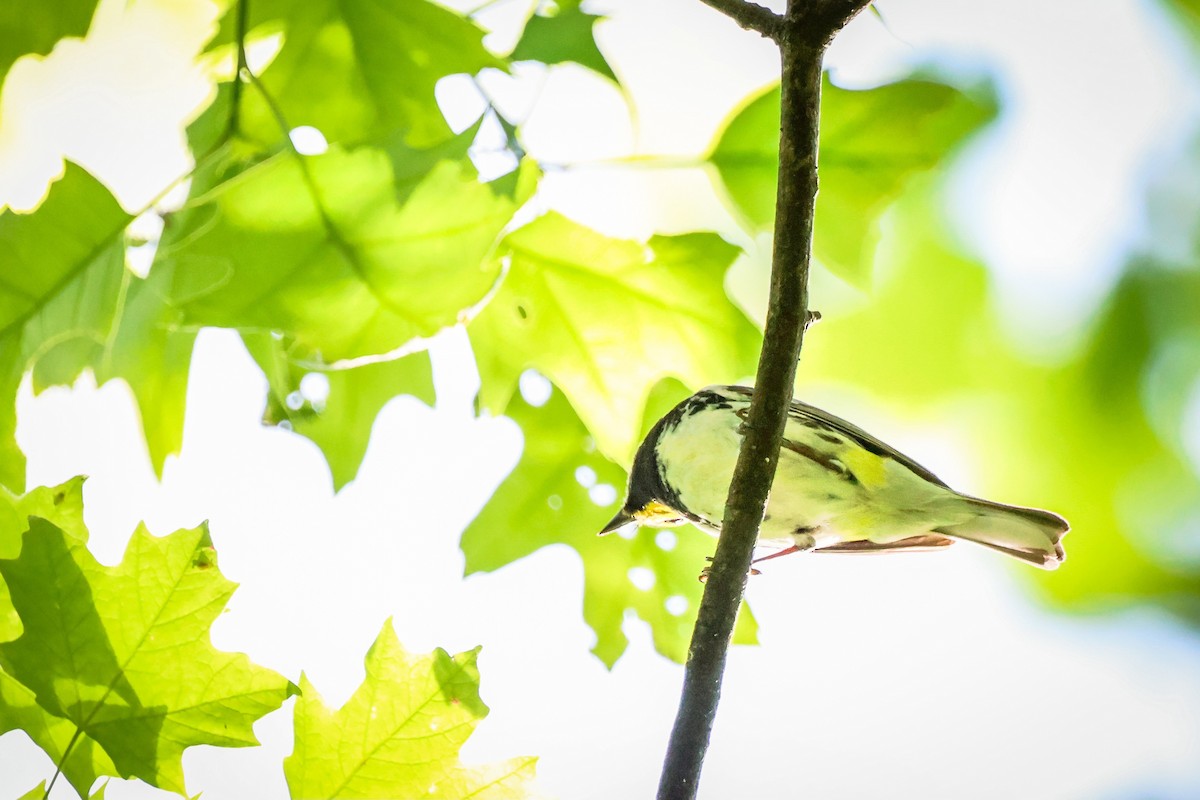 Black-throated Green Warbler - ML620774606