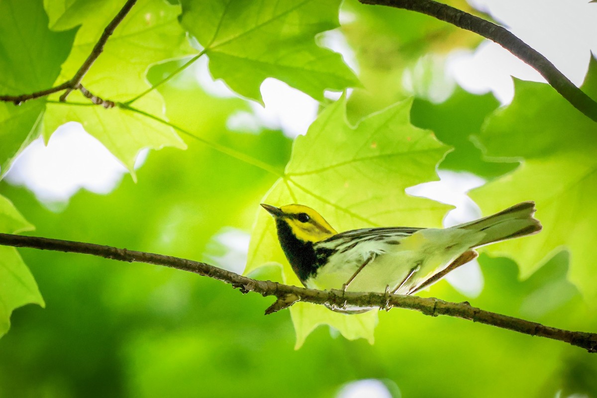 Black-throated Green Warbler - ML620774609