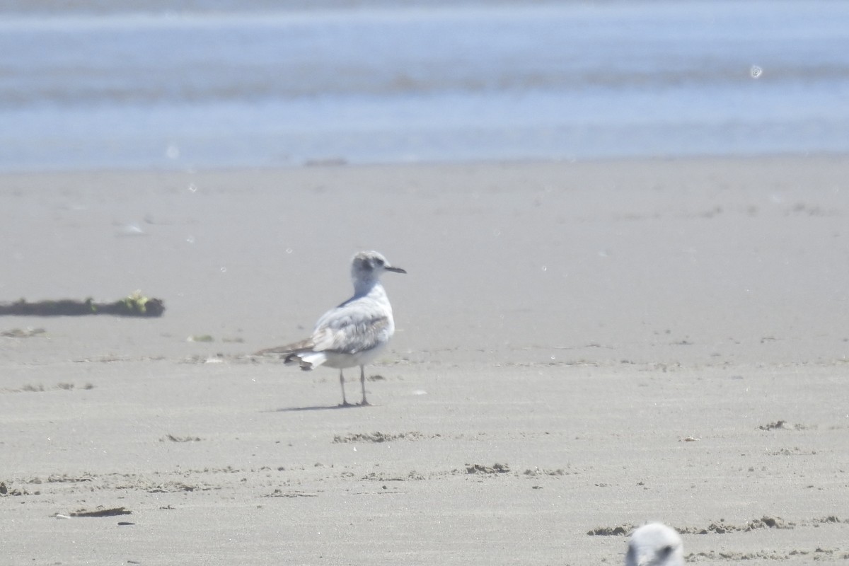 Bonaparte's Gull - ML620774611