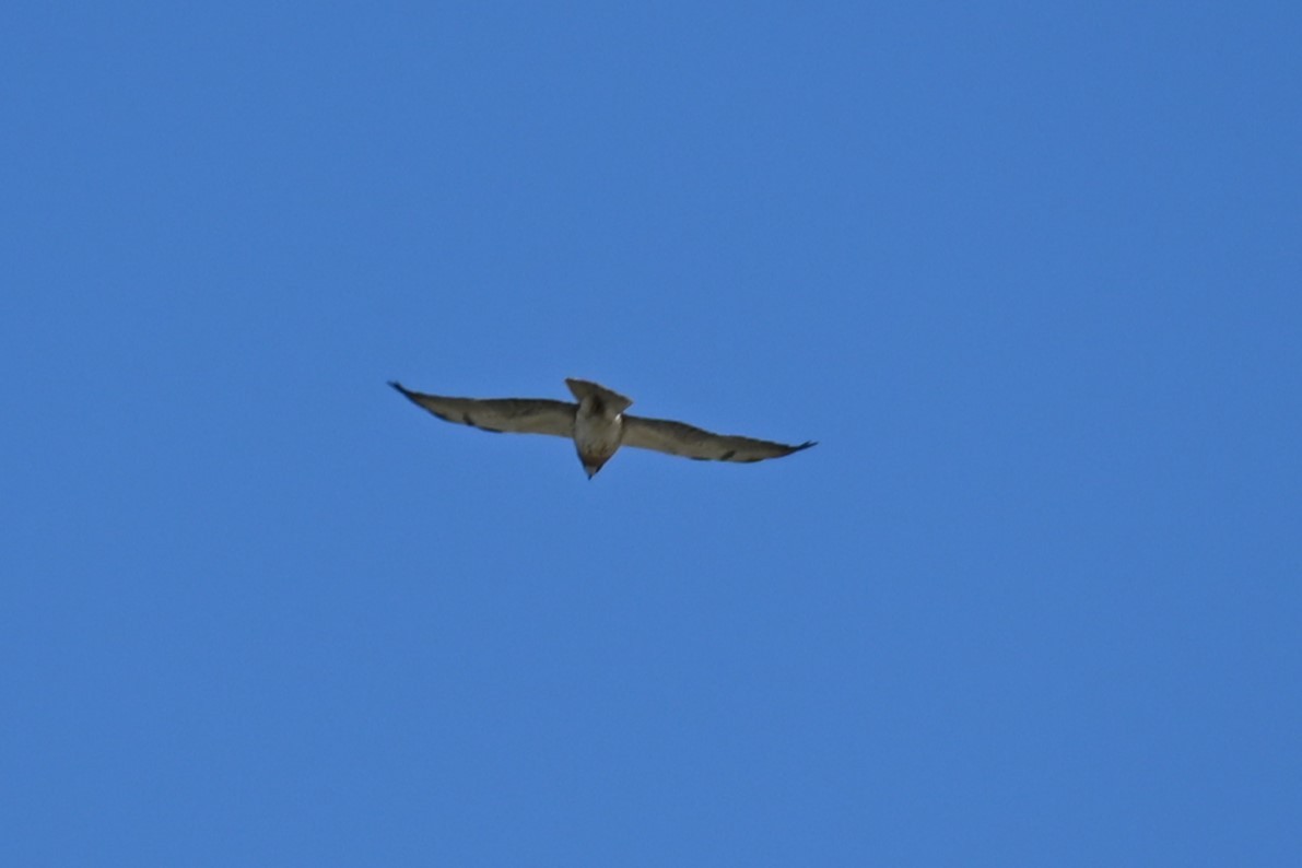 Swainson's Hawk - ML620774614