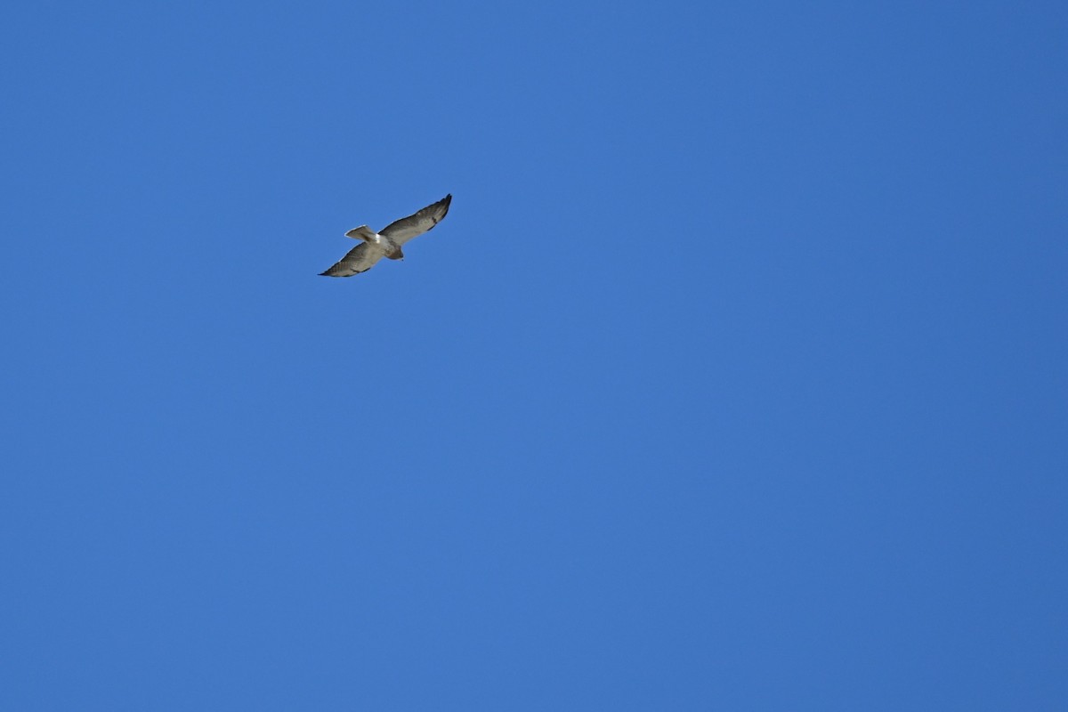 Swainson's Hawk - ML620774617