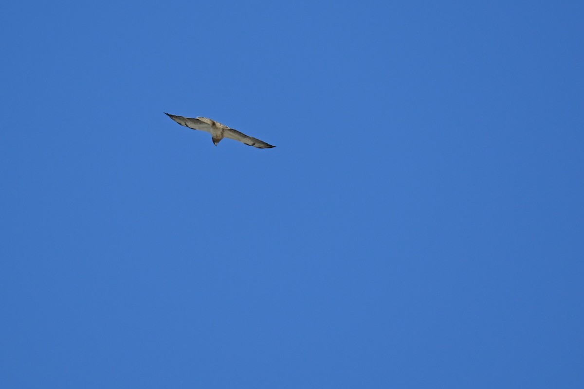 Swainson's Hawk - ML620774618