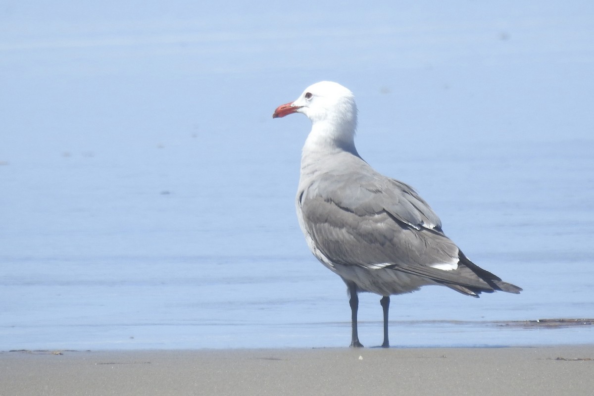 Heermann's Gull - ML620774619