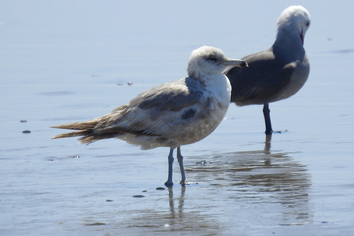 Gaviota Californiana - ML620774620