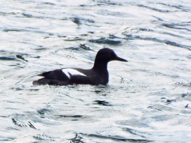 Pigeon Guillemot - ML620774621