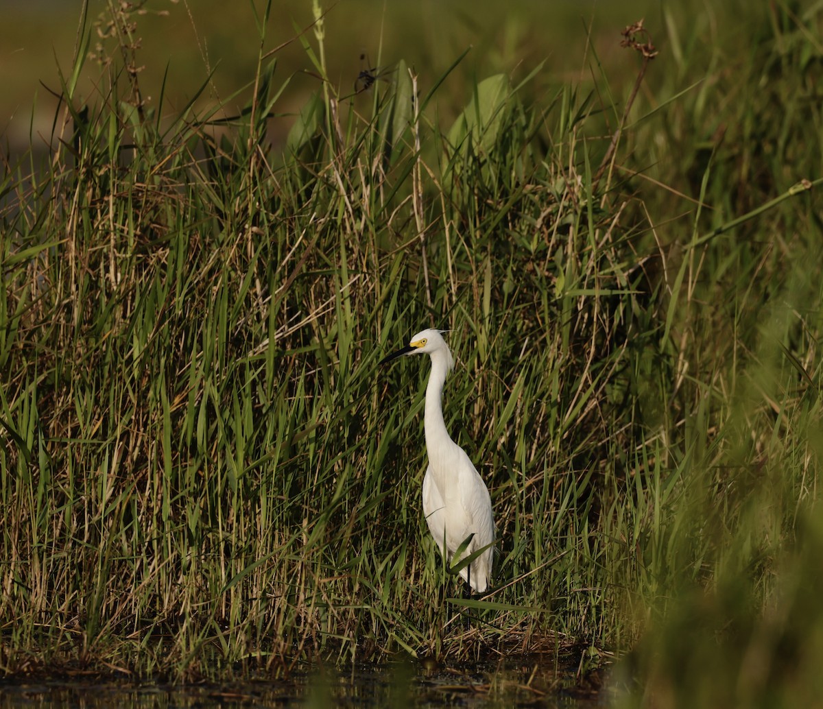 Snowy Egret - ML620774623