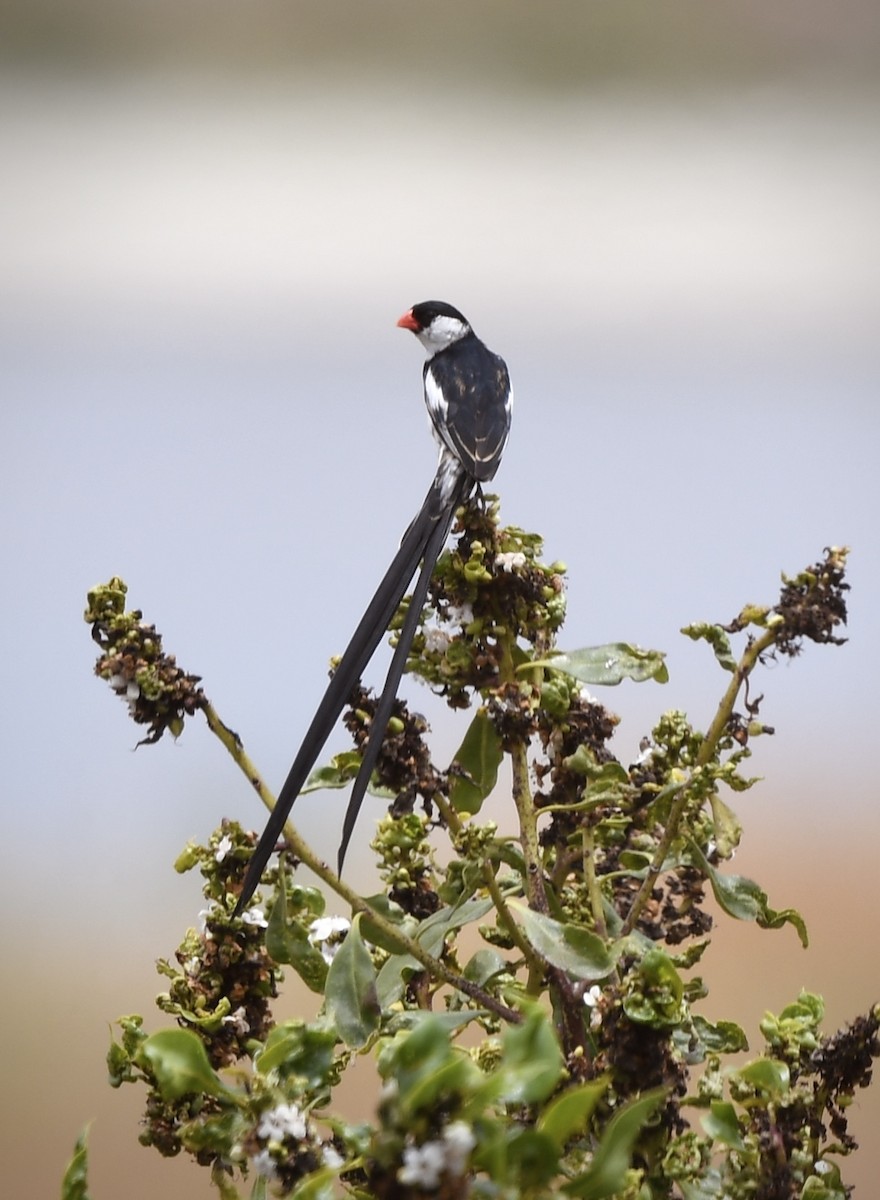 Pin-tailed Whydah - Caleb P.