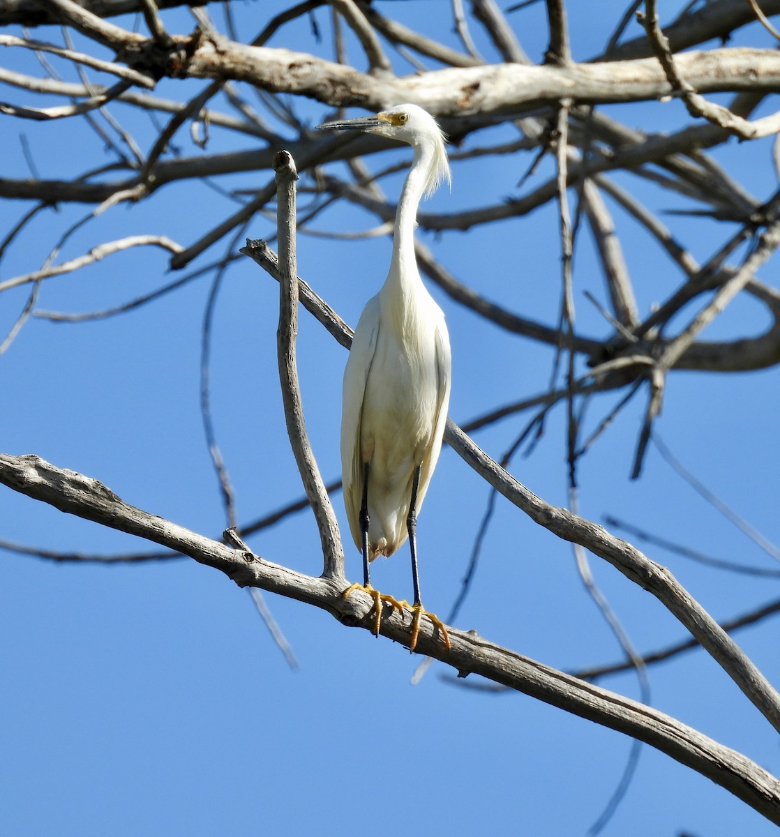 Snowy Egret - ML620774625