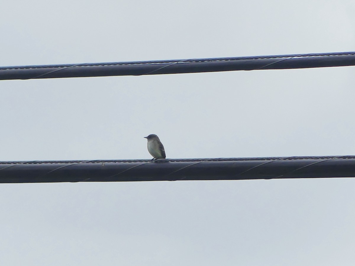 Willow Flycatcher - ML620774629