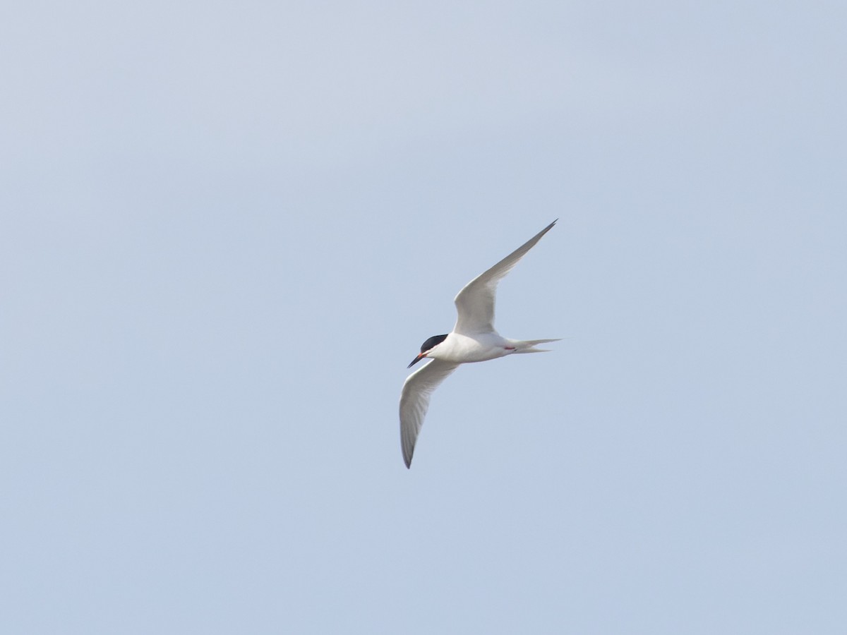 Roseate Tern - Angus Wilson