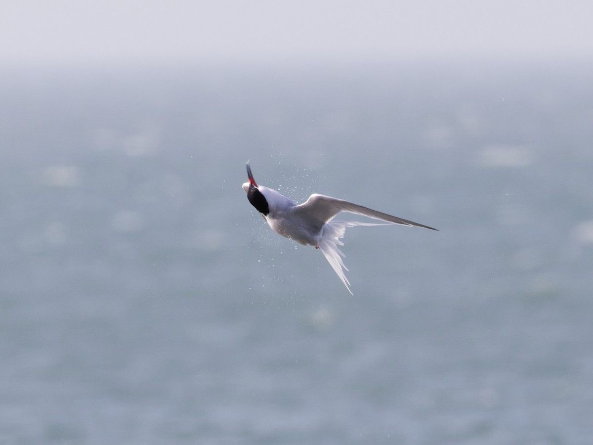 Common Tern - ML620774632