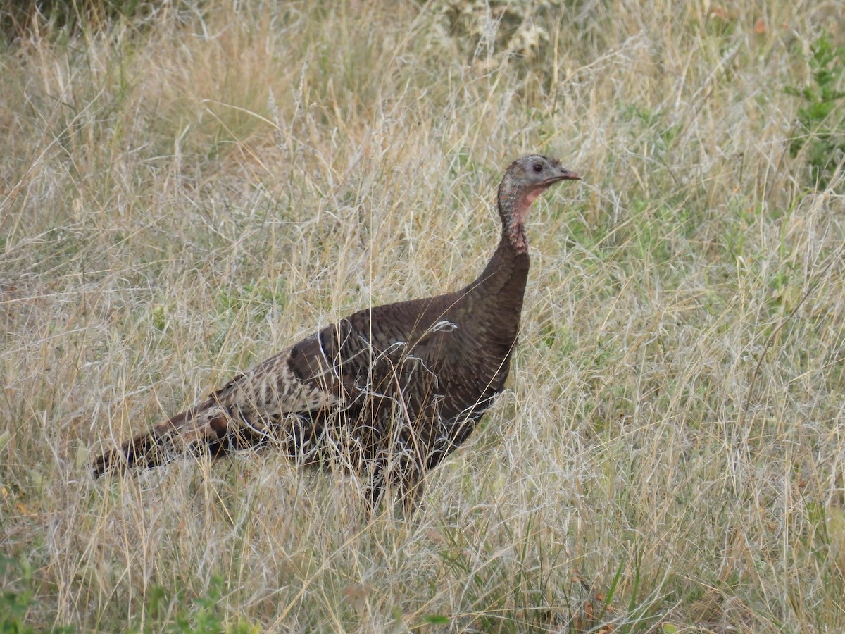 Wild Turkey - ML620774633