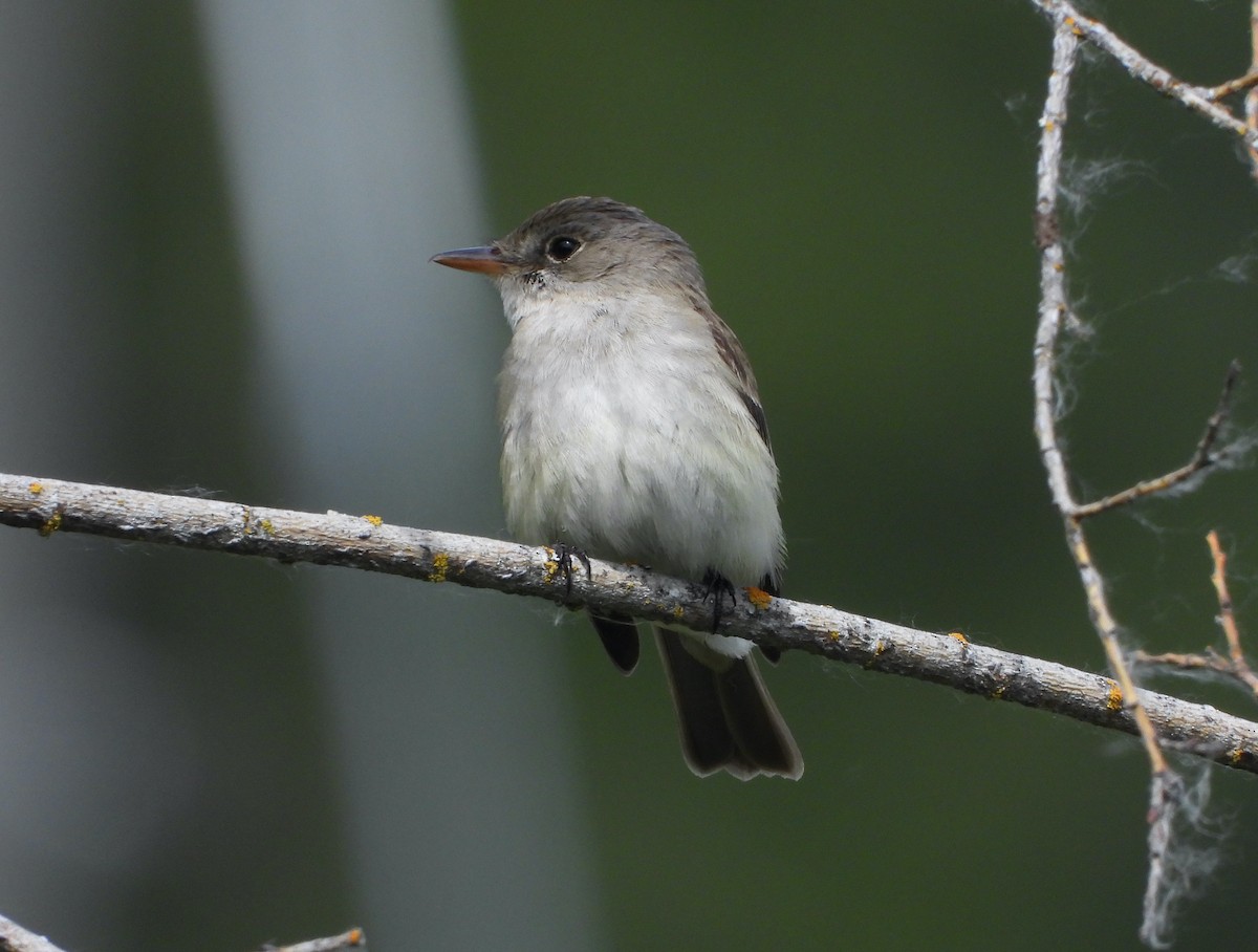 Willow Flycatcher - ML620774635