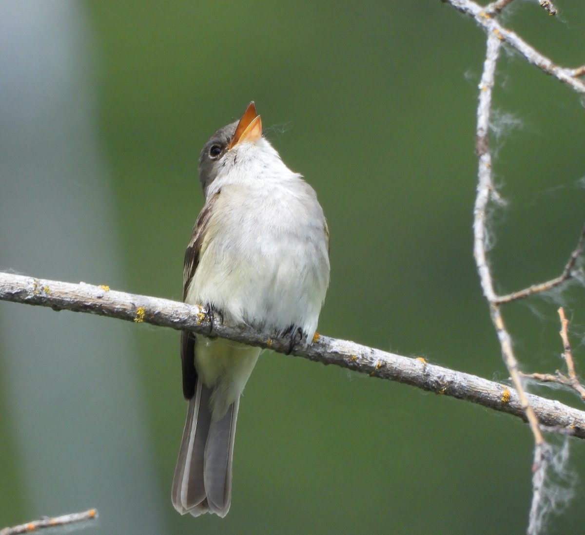 Willow Flycatcher - ML620774637