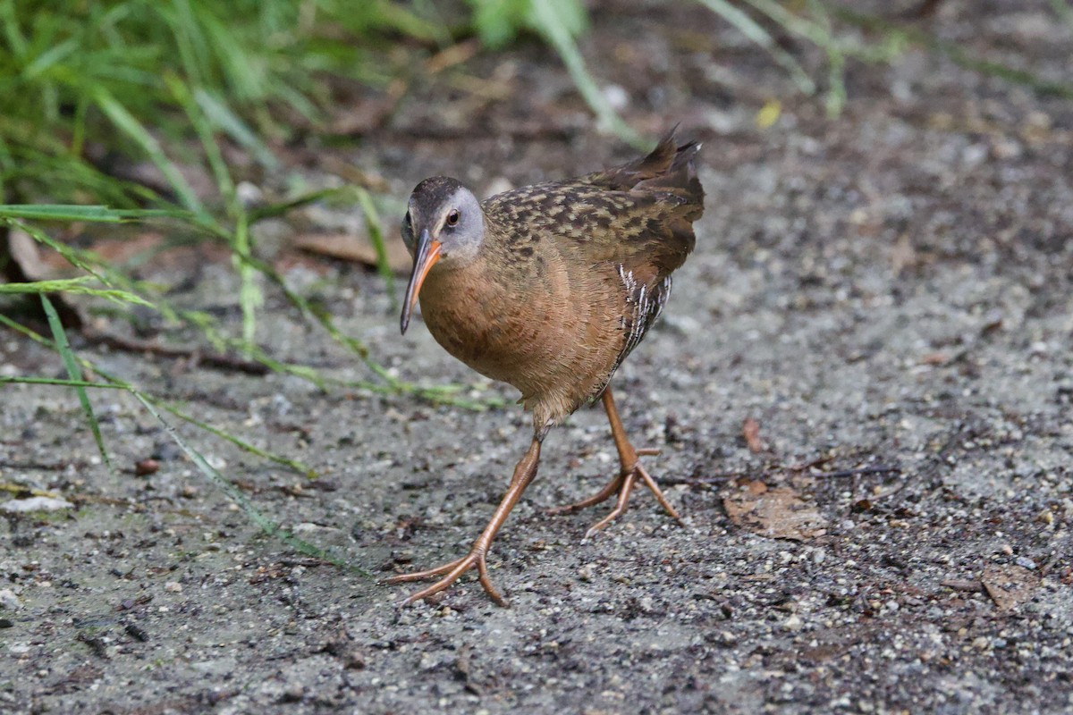 Virginia Rail - ML620774638