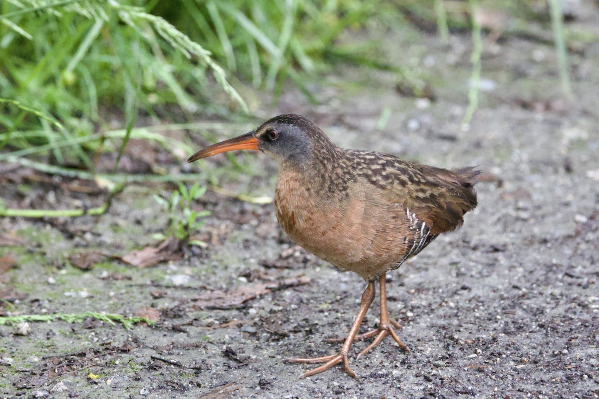 Virginia Rail - ML620774639