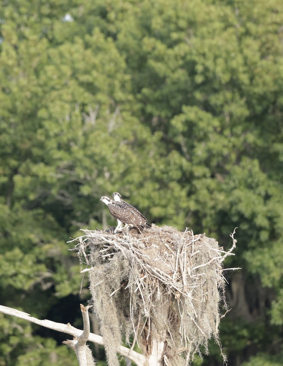 Osprey - Pelin Karaca