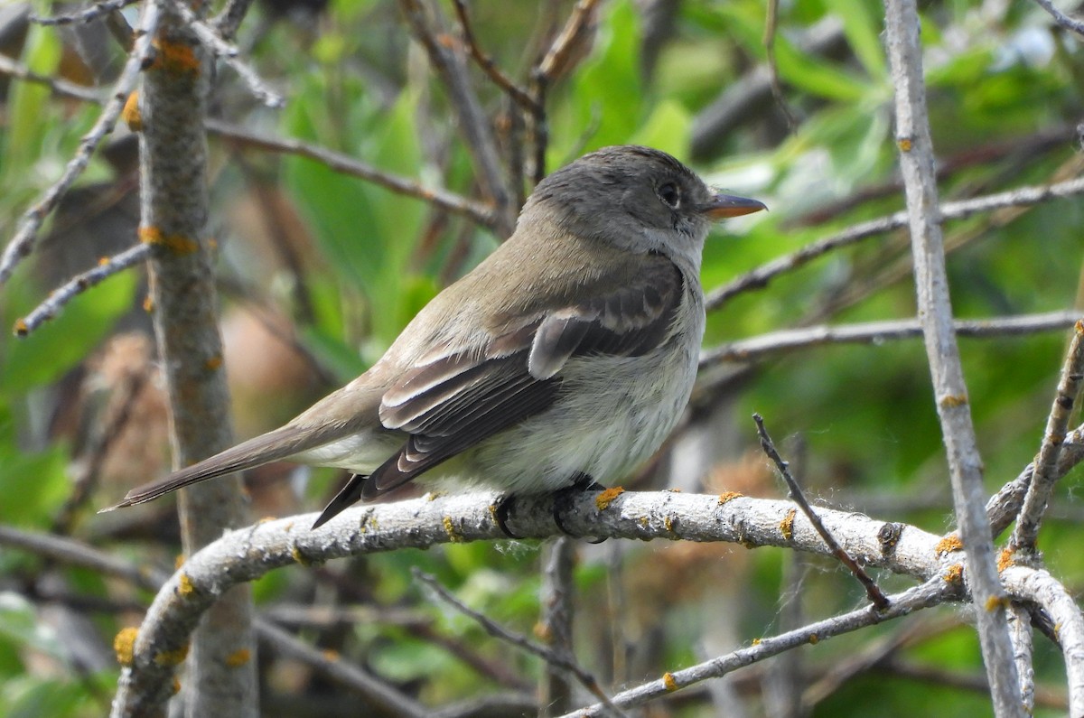 Willow Flycatcher - ML620774641