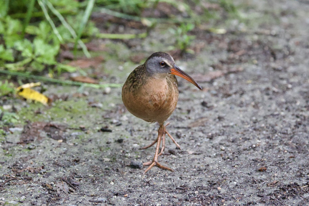 Virginia Rail - ML620774642